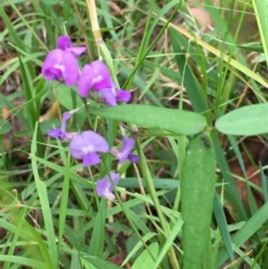 Glycine tabacina at Wolumla, NSW - 1 Feb 2016 04:39 PM