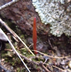 Corunastylis cornuta (Horned Midge Orchid) at Aranda, ACT - 1 Feb 2016 by CathB