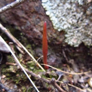 Corunastylis cornuta at Aranda, ACT - suppressed