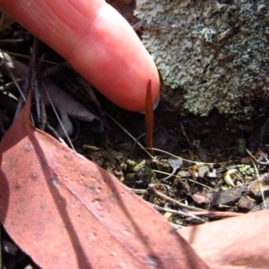 Corunastylis cornuta at Aranda, ACT - suppressed