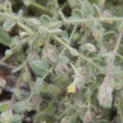 Kickxia elatine (Sharpleaf Cancerwort) at Lawson North Grasslands - 1 Feb 2016 by MichaelMulvaney