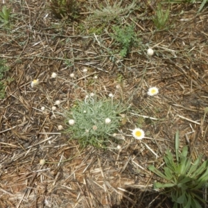 Leucochrysum albicans subsp. tricolor at Lawson, ACT - 1 Feb 2016