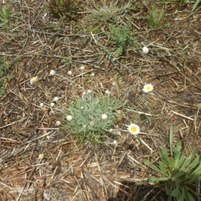 Leucochrysum albicans subsp. tricolor (Hoary Sunray) at Lawson North Grasslands - 1 Feb 2016 by MichaelMulvaney