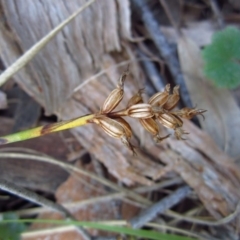 Corunastylis cornuta (Horned Midge Orchid) at Aranda Bushland - 5 Oct 2014 by CathB