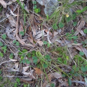 Corunastylis cornuta at Aranda, ACT - 5 Oct 2014