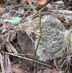 Corunastylis cornuta at Aranda, ACT - suppressed