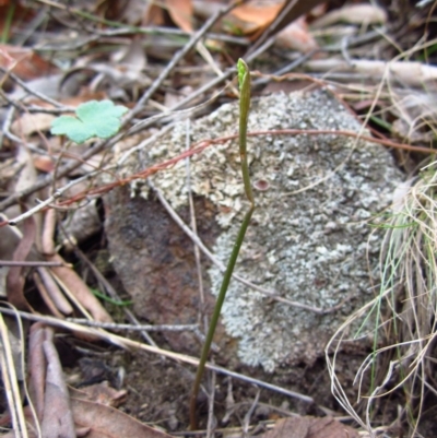 Corunastylis cornuta (Horned Midge Orchid) at Aranda Bushland - 4 Feb 2015 by CathB