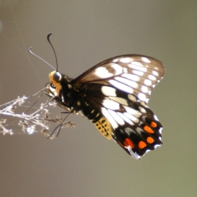 Papilio anactus (Dainty Swallowtail) at Mount Mugga Mugga - 26 Jan 2016 by roymcd