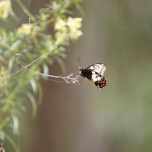 Papilio anactus at Symonston, ACT - 26 Jan 2016