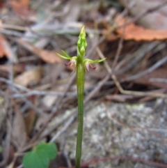 Corunastylis cornuta (Horned Midge Orchid) at Aranda Bushland - 18 Feb 2015 by CathB