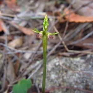 Corunastylis cornuta at Aranda, ACT - 19 Feb 2015