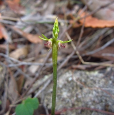 Corunastylis cornuta (Horned Midge Orchid) at Aranda, ACT - 18 Feb 2015 by CathB