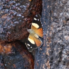 Vanessa itea (Yellow Admiral) at Mount Mugga Mugga - 26 Jan 2016 by roymcd