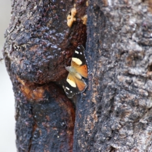 Vanessa itea at Symonston, ACT - 26 Jan 2016 02:50 PM