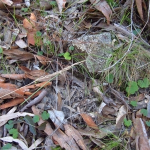 Corunastylis cornuta at Aranda, ACT - suppressed