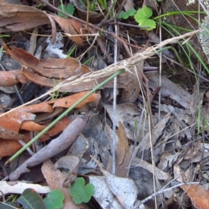 Corunastylis cornuta at Aranda, ACT - 9 Sep 2015