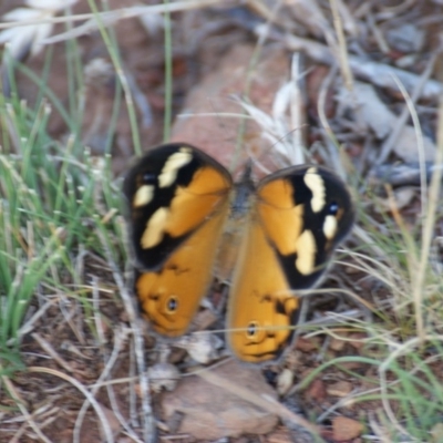 Heteronympha merope (Common Brown Butterfly) at Red Hill Nature Reserve - 4 Dec 2015 by roymcd