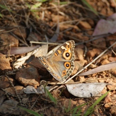 Junonia villida (Meadow Argus) at Red Hill Nature Reserve - 10 Dec 2015 by roymcd