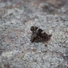 Vanessa itea (Yellow Admiral) at Red Hill Nature Reserve - 27 Jan 2016 by roymcd