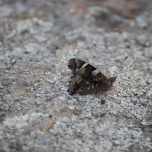 Vanessa itea at Garran, ACT - 27 Jan 2016 07:46 PM