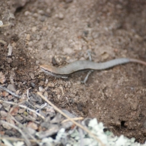 Morethia boulengeri at Symonston, ACT - 23 Jan 2016 02:26 PM