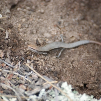 Morethia boulengeri (Boulenger's Skink) at Mount Mugga Mugga - 23 Jan 2016 by roymcd