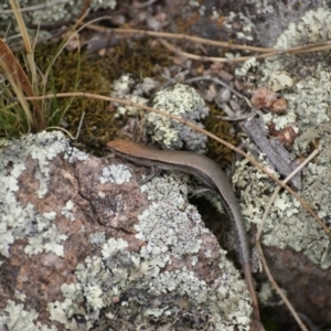 Morethia boulengeri at Symonston, ACT - 23 Jan 2016 02:26 PM