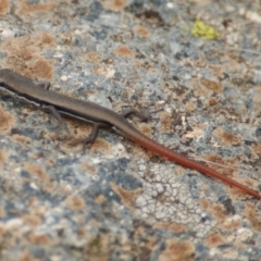 Morethia boulengeri (Boulenger's Skink) at Garran, ACT - 22 Jan 2016 by roymcd