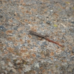 Morethia boulengeri at Garran, ACT - 22 Jan 2016 01:02 PM