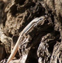 Morethia boulengeri (Boulenger's Skink) at Symonston, ACT - 24 Dec 2015 by roymcd