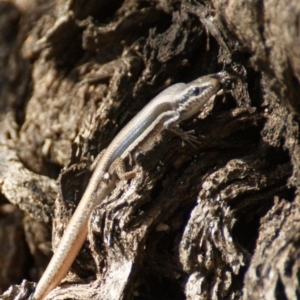 Morethia boulengeri at Symonston, ACT - 24 Dec 2015