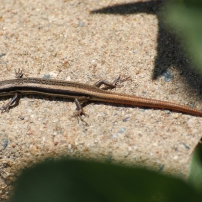 Morethia boulengeri (Boulenger's Skink) at Red Hill, ACT - 23 Dec 2015 by roymcd