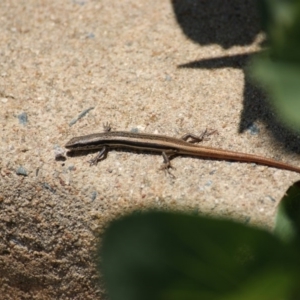 Morethia boulengeri at Red Hill, ACT - 23 Dec 2015 12:38 PM