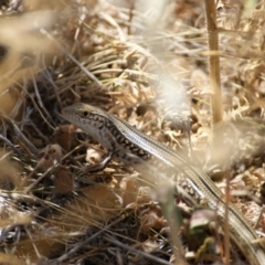 Ctenotus robustus (Robust Striped-skink) at Hume, ACT - 12 Dec 2015 by roymcd