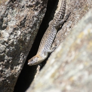 Egernia cunninghami at Hume, ACT - 12 Dec 2015