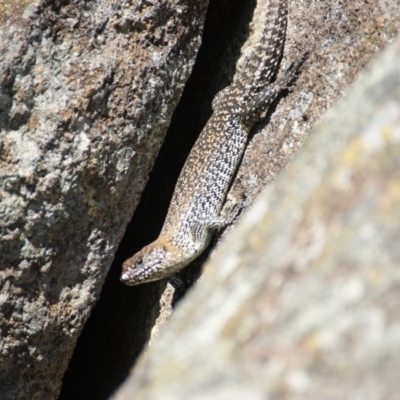 Egernia cunninghami (Cunningham's Skink) at Hume, ACT - 12 Dec 2015 by roymcd