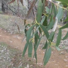 Eucalyptus pauciflora subsp. pauciflora (White Sally, Snow Gum) at Majura, ACT - 1 Feb 2016 by SilkeSma