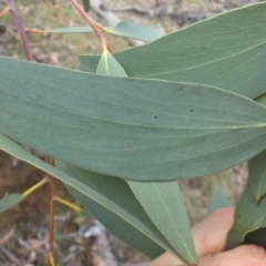 Eucalyptus pauciflora subsp. pauciflora at Majura, ACT - 1 Feb 2016