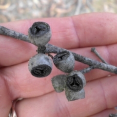 Eucalyptus pauciflora subsp. pauciflora at Majura, ACT - 1 Feb 2016