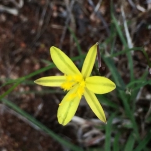 Tricoryne elatior at Pearce, ACT - 1 Feb 2016 05:10 PM