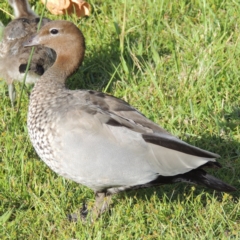 Chenonetta jubata (Australian Wood Duck) at Fadden, ACT - 7 Jan 2016 by michaelb