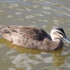 Anas superciliosa (Pacific Black Duck) at Fadden, ACT - 7 Jan 2016 by michaelb