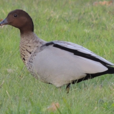 Chenonetta jubata (Australian Wood Duck) at Greenway, ACT - 5 May 2014 by MichaelBedingfield