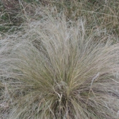 Nassella trichotoma (Serrated Tussock) at Gordon, ACT - 6 Dec 2015 by MichaelBedingfield