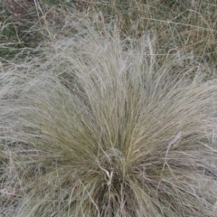 Nassella trichotoma (Serrated Tussock) at Gordon, ACT - 6 Dec 2015 by michaelb