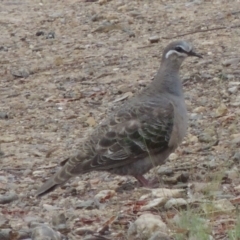Phaps chalcoptera (Common Bronzewing) at Greenway, ACT - 15 Dec 2015 by MichaelBedingfield