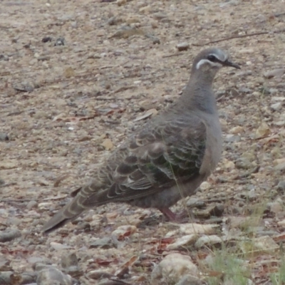 Phaps chalcoptera (Common Bronzewing) at Greenway, ACT - 15 Dec 2015 by michaelb