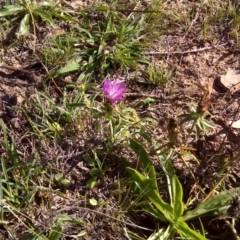 Centaurea calcitrapa (Star Thistle) at Mount Mugga Mugga - 5 Mar 2013 by Mike