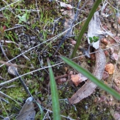 Thelymitra nuda (Scented Sun Orchid) at Cook, ACT - 17 Sep 2015 by CathB