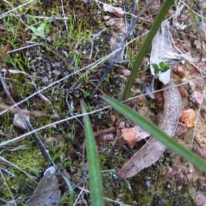 Thelymitra nuda at Cook, ACT - suppressed